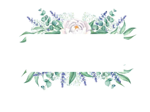 완두콩 유칼립투스 라벤더가지 손으로 식물학적 삽화가 배경에 분리되어 결혼식에 인사장에 — 스톡 사진