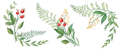 Bir dizi suluboya yaz buketi, yeşil dalların köşeleri, kır çiçekleri ve kırmızı böğürtlenler. Botanik el çizimi çizimi. Tebrik kartları, davetiyeler, çiçek tasarımları için kullanılabilir