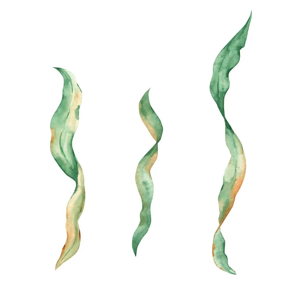 Chaluhy Zelené Řasy Laminaria Prvky Podmořských Rostlin Izolované Bílém Pozadí — Stock fotografie