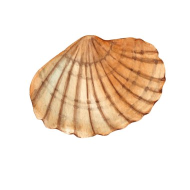 Beyaz arka planda deniz kabuğu çizilmiş suluboya el. Deniz altı tasarım elementi. Yaz mevsimi zirvesi.