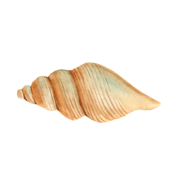 Watercolor Hand Drawn Seashell Isolated White Background Marine Underwater Design — Stock Photo, Image