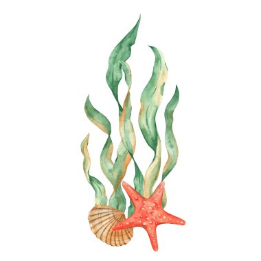 Deniz yosunu, kırmızı deniz yıldızı ve deniz kabuğundan oluşan sualtı bileşimi. Suluboya çizimi. Kartlar, posterler, menüler, deniz plajı tasarımı