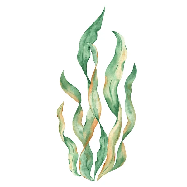 Chaluhy Zelené Řasy Laminaria Podmořské Rostliny Izolované Bílém Pozadí Ilustrace — Stock fotografie