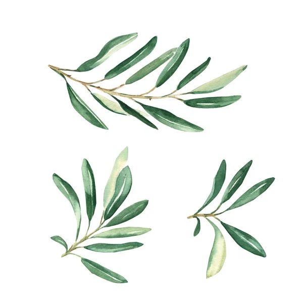 Rami Ulivo Set Isolato Sfondo Bianco Illustrazione Botanica Disegnata Mano — Foto Stock