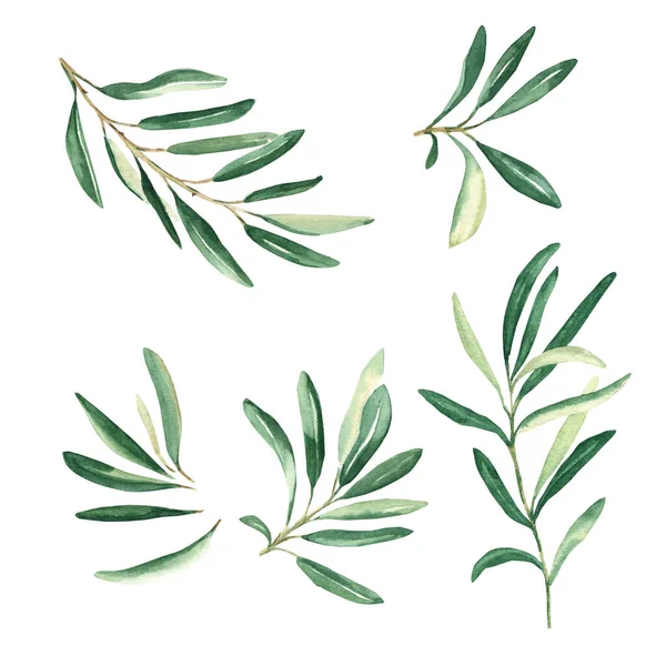 橄榄枝在白色的背景上被隔离 水彩画手绘植物图解 可用于卡片 标识和包装设计 — 图库照片