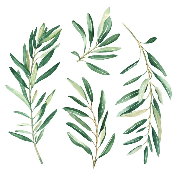 Olivové Větve Nastavit Izolované Bílém Pozadí Akvarel Ručně Kreslené Botanické — Stock fotografie