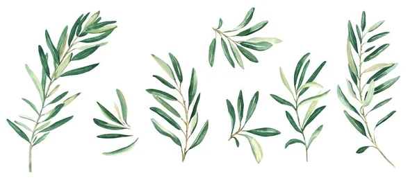 Olive Branches Set Isolated White Background Watercolor Hand Drawn Botanical — Stock Photo, Image