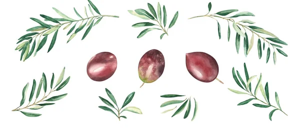 Beyaz Arkaplanda Zeytin Dalları Kırmızı Zeytinler Var Suluboya Çizimi Botanik — Stok fotoğraf