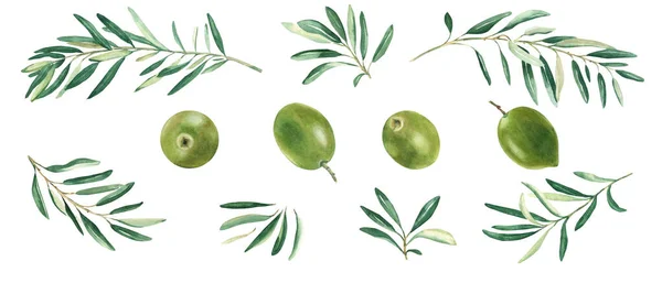 Beyaz Arkaplanda Zeytin Dalları Yeşil Zeytinler Var Suluboya Çizimi Botanik — Stok fotoğraf