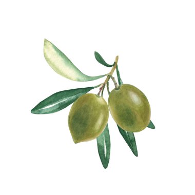 Olive branch with green olives isolated on white background. Watercolor hand drawn botanical illustration. Can be used for cards, logos and food design.