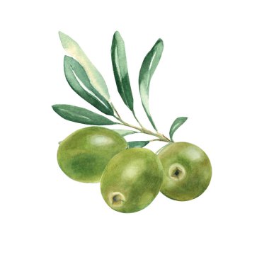 Olive branch with green olives isolated on white background. Watercolor hand drawn botanical illustration. Can be used for cards, logos and food design.