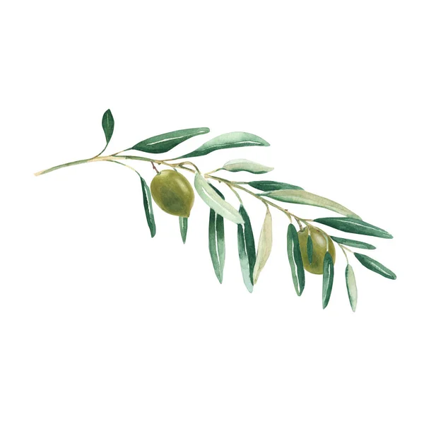 Olive branch with green olives isolated on white background. Watercolor hand drawn botanical illustration. Can be used for cards, logos and food design.