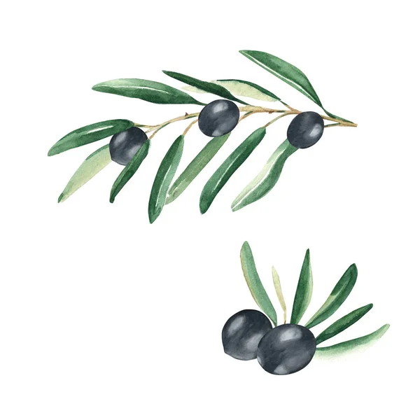 Olive branches with black olives set isolated on white background. Watercolor hand drawn botanical illustration. Can be used for cards, menu, logos, cosmetic, food packaging design.