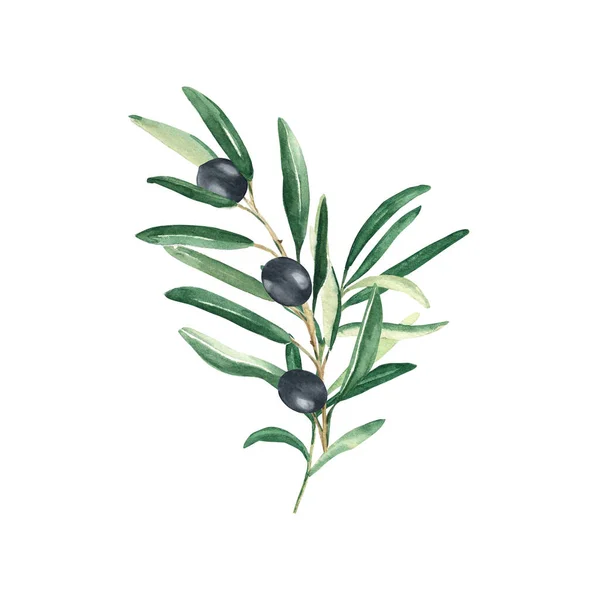Olivenzweige Mit Schwarzen Oliven Auf Weißem Hintergrund Aquarell Handgezeichnete Botanische — Stockfoto