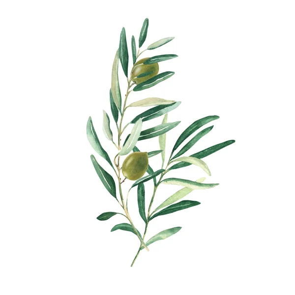 Olive Branches Bouquet Green Olives Isolated White Background Watercolor Hand — Stock Photo, Image