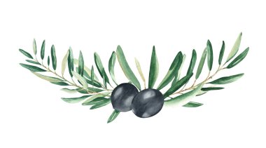 Beyaz arka planda izole edilmiş siyah zeytinli zeytin dalları. Suluboya el çizimi botanik çizim. Kartlar, menüler, logolar, kozmetik, gıda paketleme tasarımı için kullanılabilir.