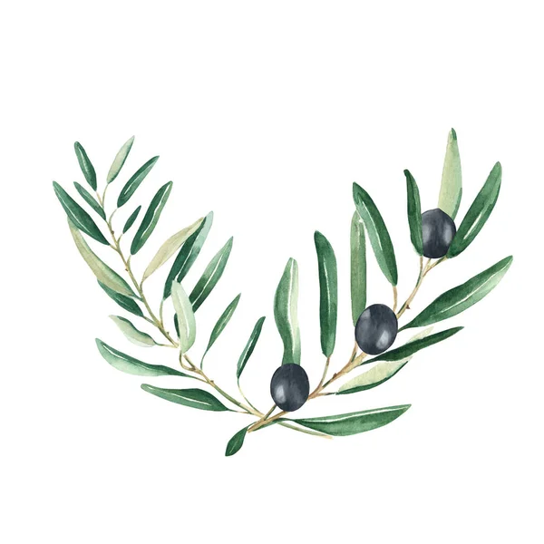 Olivenstrauß Zweige Mit Schwarzen Oliven Auf Weißem Hintergrund Aquarell Handgezeichnete — Stockfoto
