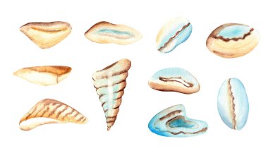 Küçük deniz kabukları, taşlar, deniz çakıl taşları. Açık mavi sarı renkte deniz tasarımı elementleri. Beyaz arkaplanda suluboya el çizimi