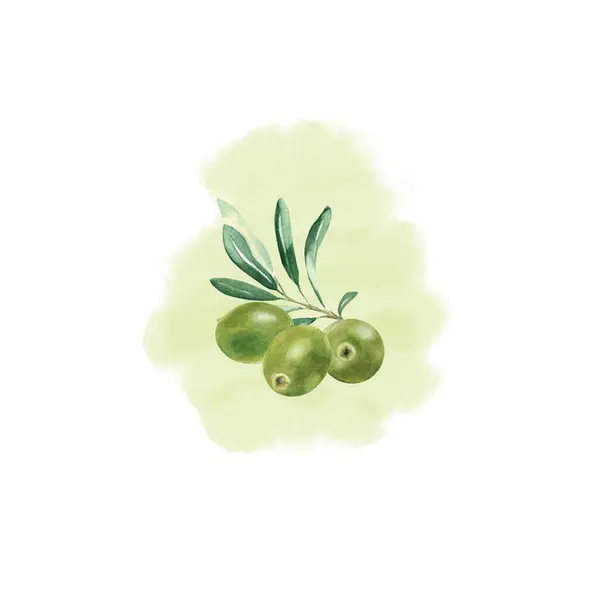 Olive branch with green olives isolated on watercolor splash background. Hand drawn botanical illustration. Can be used for cards, posters, logos and food or cosmetic design.