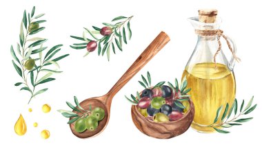 Zeytin seti. Dallar, zeytinyağlı cam sürahi, ahşap kasede zeytin, tahta kaşık ve beyaz arka planda izole edilmiş yağ damlaları. El çizimi botanik suluboya çizimi. Kartlar, menü, ürün için