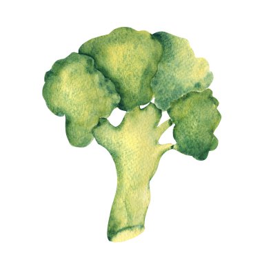 Suluboya brokoli sebzesi. Beyaz arka planda izole edilmiş, klasik tarzda el boyaması illüstrasyon