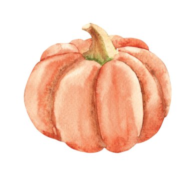 Balkabağım. El çizimi botanik suluboya çizimi beyaz arka planda izole edilmiş. Eski stil