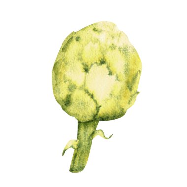 Suluboya enginar. Beyaz bir arka planda izole edilmiş, klasik tarzda el boyalı sebze çizimi.