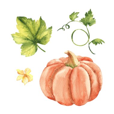 Yaprakları ve çiçekleri olan kabak bitkisi. El çizimi botanik suluboya çizimi beyaz arka planda izole edilmiş. Eski stil