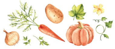 Sonbahar sebze seti. Balkabağı, havuç, patates, soğan ve maydanoz. Beyaz arkaplanda izole edilmiş suluboya el çizimi