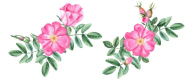 Suluboya köpek gül buketleri seti, çiçeklerden, yapraklardan ve böğürtlenlerden oluşan kompozisyon beyaz arka planda izole. Botanik el çizimi çizimi