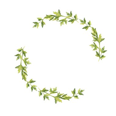 Maydanoz çelengi. El çizimi botanik bitki çizimi beyaz arka planda izole edilmiş. Kart, logo ve gıda tasarımı için kullanılabilir. Eski stil