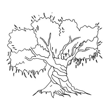 Zeytin ağacı mürekkebi çizimi. Beyaz arka planda elle çizilmiş Vektör çizimi. Menü, ürün ve İtalyanca, Yunanca, İspanyolca mutfak tasarımı için çizim