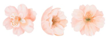 Üç şeftali çiçeği seti. Suluboya el, beyaz arka planda izole edilmiş çiçek desenli elementler çizdi. Doğum günü ve düğün kırtasiyesi için mükemmel, kozmetik tasarım