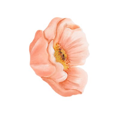 İzlanda Poppy çiçeği, şeftali rengi, beyaz arka planda izole edilmiş kenar manzara. Suluboya el çizimi çizimi. Kartlar, davetiyeler, ambalaj baskıları için turuncu botanik tasarım ögesi