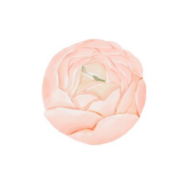 Ranunculus Çiçeği Bud. Suluboya El, beyaz arka planda izole edilmiş şeftali rengi ile çiçek resimlerini çizdi. Kartlar, davetiyeler, ambalaj baskıları için botanik tasarım ögesi