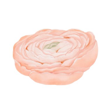 Ranunculus Çiçeği düğmeyi açtı. Yan görüş. Suluboya El, beyaz arka planda izole edilmiş şeftali rengi ile botanik illüstrasyon çizdi. Kartlar için çiçek tasarımı ögesi, düğün davetiyeleri, ambalaj