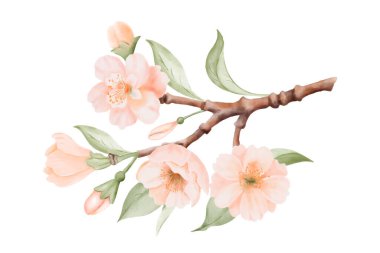 Bahar Çiçeği, Şeftalili Branch veya Kiraz Çiçekleri ve Yaprakları. Beyaz arka planda izole edilmiş suluboya elle boyanmış botanik çizimler. Düğün davetiyeleri, tebrik kartları, baskılar için mükemmel.