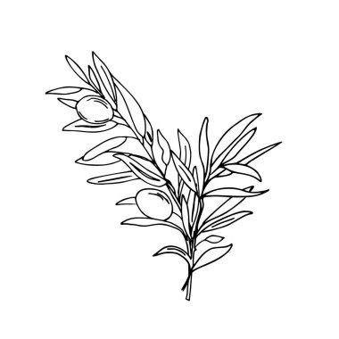 Zeytin Buketi. Beyaz arka planda zeytinli bir dal. Taslak biçiminde elle çizilmiş Vektör çizimi. Kartlar, logolar ve yiyecekler için siyah ve beyaz çizgi sanatı, kozmetik tasarım