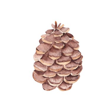 Orman Çam Kozalağı. Suluboya El, beyaz arka planda izole edilmiş bir resim çizdi. Noel baskıları ve Dekorasyonları için Tasarım Elemanı