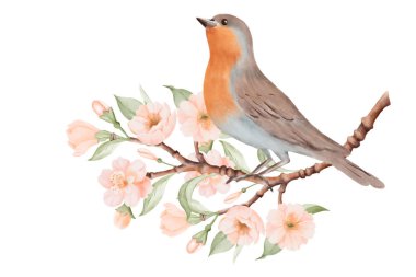 Bird with brown and grey feathers and orange breast sitting on Blossoming Branch with Peach or Cherry Flowers. Spring Composition for Bird Day. Hand drawn watercolor illustration on a white background clipart