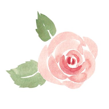 Yaprakları Basit Yapraklı Pembe Gül. Soyut suluboya El, beyaz arka planda izole edilmiş çiçek resimlerini çizdi. Kutlama için çiçek tasarımı ögesi, Sevgililer Günü kartları veya düğün davetiyeleri
