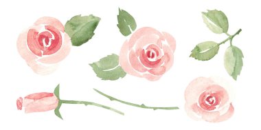 Buds and Stems 'li Pembe Güller. Basit Sketch, Ala Prima resmi. Suluboya El, beyaz arka planda izole edilmiş çiçek resimlerini çizdi. Selamlama için klip sanatları, Sevgililer Günü kartları veya