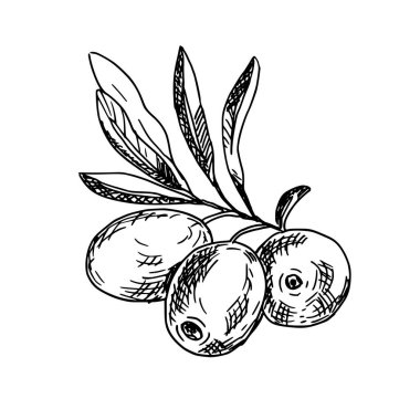 Zeytin dalı beyaz arka planda izole edildi. Taslak biçiminde elle çizilmiş Vektör çizimi. Kartlar, logolar ve yiyecekler için siyah ve beyaz çizgi sanatı, kozmetik tasarım