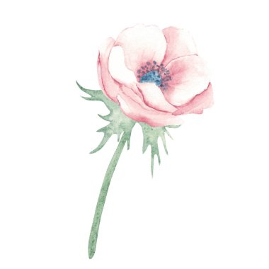 Saplı ve yapraklı suluboya Pembe Anemone Çiçeği, yan görüş. Beyaz bir arka planda el çizimi çiçek resmi. Doğum günü kartlarını, düğün davetiyelerini kutlamak için randevu ve anneler gününü ayırın.