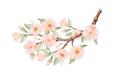 Şeftali veya Kiraz Çiçekleri ve Yaprakları ile şube. Bahar Çiçeği. Beyaz arka planda izole edilmiş suluboya elle boyanmış botanik çizimler. Düğün davetiyeleri, tebrik kartları, baskılar için mükemmel.