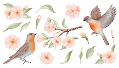 Bahar Çiçeği ve Kuşlar Seti. Şeftali ve Kiraz Çiçekleri ve Yaprakları şubesi. Beyaz arka planda izole edilmiş suluboya elle boyanmış botanik çizimler. Düğün davetiyeleri için mükemmel.