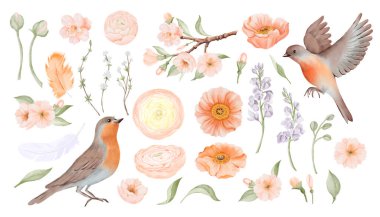 Kuşlarla bahar çiçekleri seti. Ranunculus, İzlanda gelincik çiçekleri ve Freesia. Şeftali veya Kiraz ve Kar Söğüt Dalları ve Tüyleri. Suluboya elle boyanmış, beyaz bir botanik çizimi.