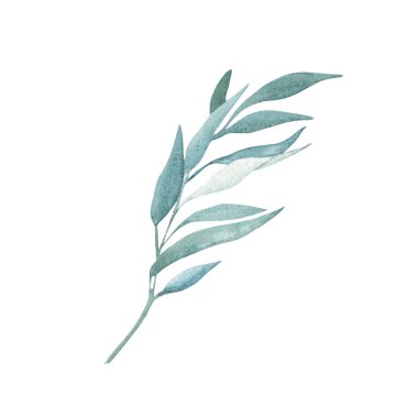 Okaliptüs dalı. Botanik illüstrasyon beyaz arkaplanda izole edildi. Kartlar, baskılar ve desenler için suluboya çiçek tasarımı ögesi