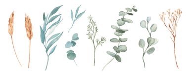 Suluboya dalları izole edildi. Okaliptüs, buğday ya da çavdar, kuru sarı Tansy. Beyaz arka planda el çizimi doğa resmi. Kartlar, baskılar ve desenler için tasarım ögeleri