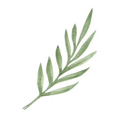 Beyaz arka planda yapraklı okaliptüs dalı. Suluboya el çizimi botanik çizim. Tebrik kartları, posterler, logolar ve çiçekçi tasarımı için kullanılabilir..